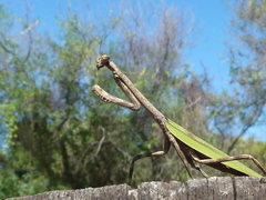 Pseudovates iheringi