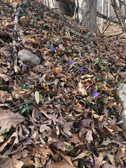Vinca minor