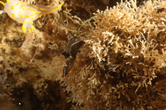 Image of Polycera hedgpethi