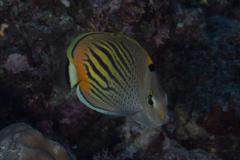 Chaetodon pelewensis