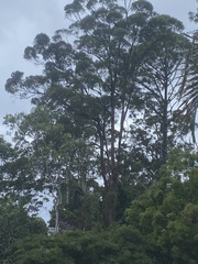 Eucalyptus microcorys