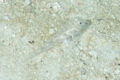 Fusigobius