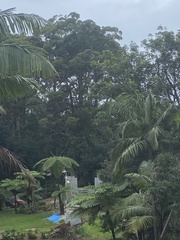 Eucalyptus microcorys