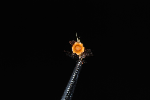 cannonball fungus