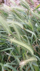 Hordeum vulgare