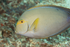 Yellowfin Surgeonfish photo 2