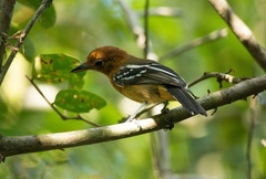 Thamnophilus amazonicus