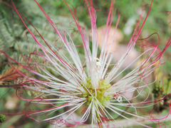 Calliandra pittieri