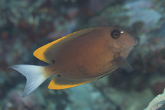 Ctenochaetus tominiensis