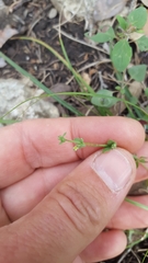 Galium virgatum