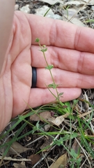 Galium virgatum