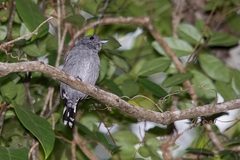Thamnophilus ambiguus