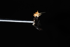 Sphaerobolus stellatus