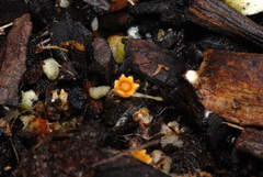 Sphaerobolus stellatus