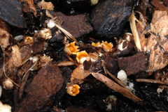 Sphaerobolus stellatus