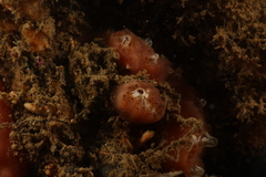 Aplidium nordmanni