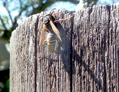 Polistes cinerascens