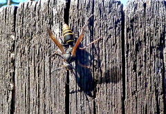 Polistes cinerascens