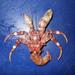 Knobbyhand Hermit Crab - Photo (c) aaronbaldwin, some rights reserved (CC BY-NC), uploaded by aaronbaldwin
