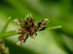 Isolepis reticularis