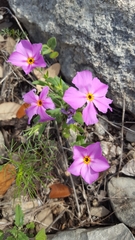 Phlox roemeriana