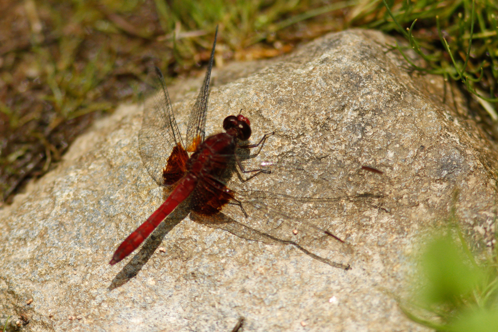 Erythrodiplax ines