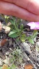 Phlox roemeriana