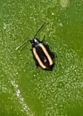 Phyllotreta undulata