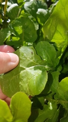 Phyllotreta undulata