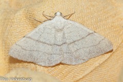 Adactylotis gesticularia