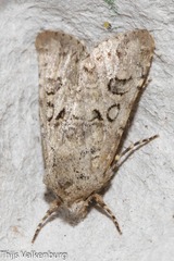 Anarta sodae