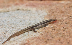 Plestiodon skiltonianus interparietalis