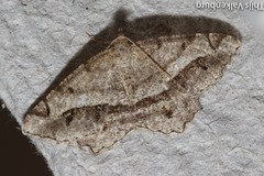 Chiasmia aestimaria