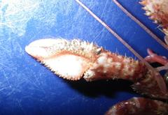 Pagurus confragosus