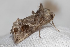 Ctenoplusia accentifera