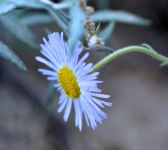 Erigeron concinnus