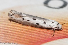 Ethmia terminella