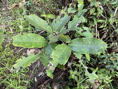 Heteropterys laurifolia