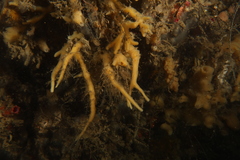 Halichondria bowerbanki