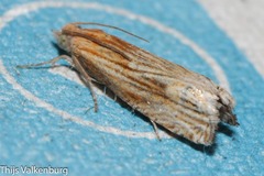 Eucosma cana