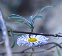 Erigeron concinnus