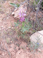 Lupinus hispanicus
