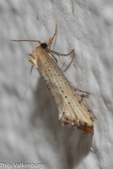 Cochylimorpha decolorella