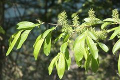 Salix appendiculata