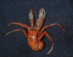 Pagurus cornutus