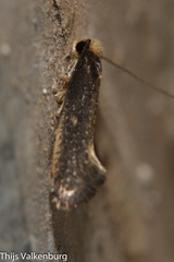 Monopis nigricantella