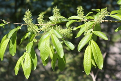Salix appendiculata
