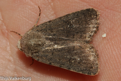 Caradrina flavirena