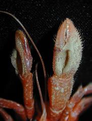 Pagurus cornutus