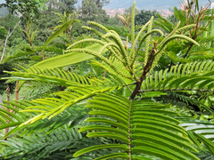 Pentaclethra macroloba